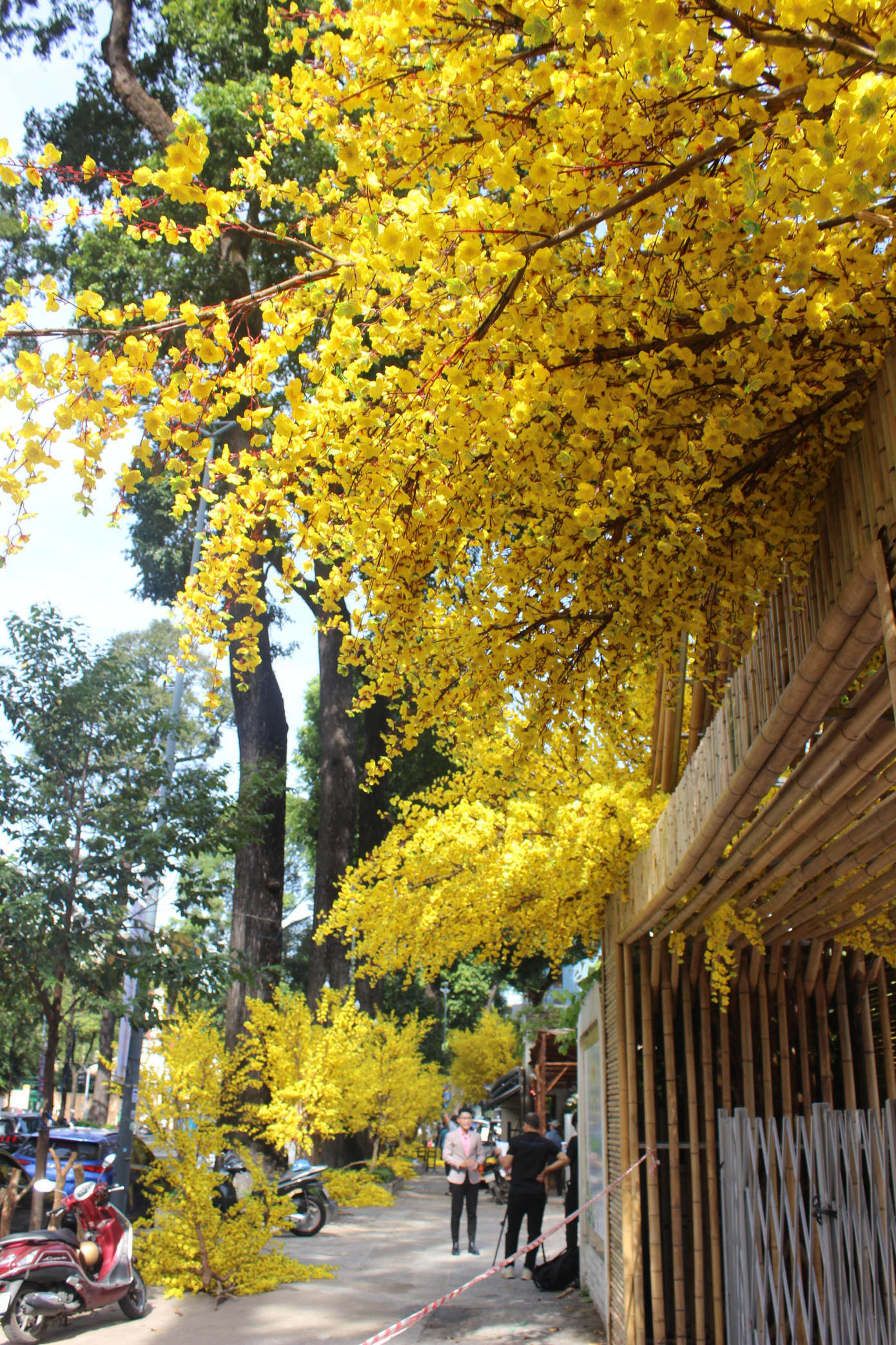 Sắc vàng hoa mai làm nổi bật cả khu phố. Sắc vàng hoa mai làm nổi bật cả khu phố.
