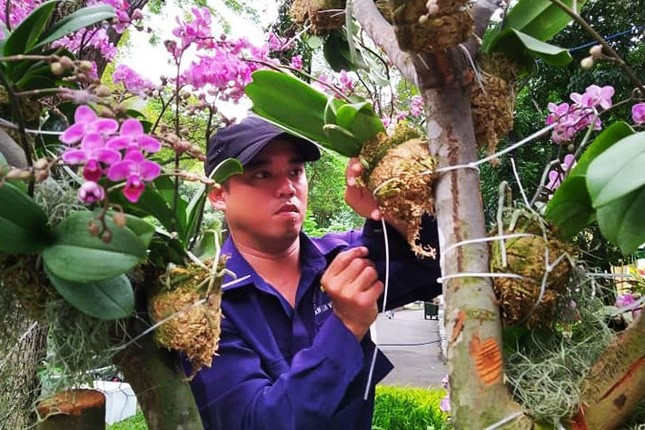 Nhiều giống lan đẹp sẽ được trưng bày tại Festival Hoa lan lần này. (Ảnh: Trần Nguyên Anh)