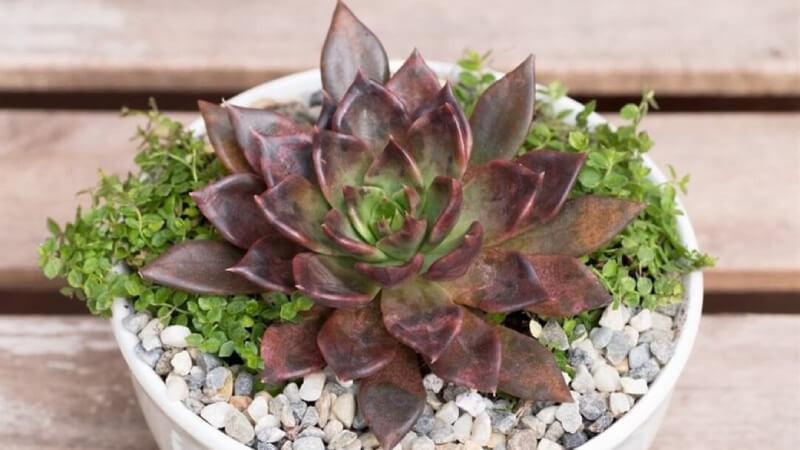 Không chỉ có hoa, các chậu cây mini như sen đá, xương rồng cũng rất đắt khách thời điểm này, bởi có giá trị sử dụng lâu hơn hoa tươi và cũng có nhiều ý nghĩa.