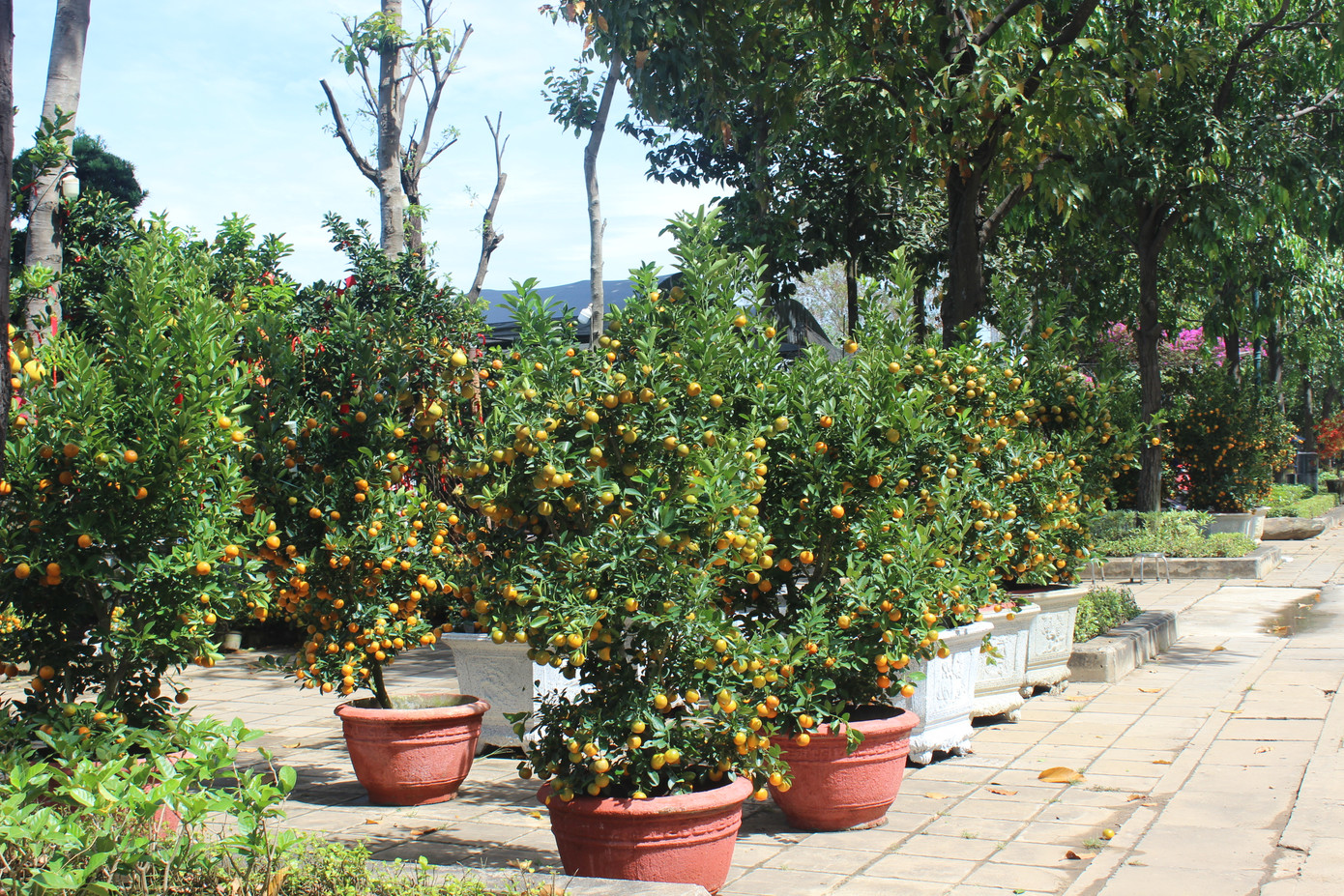 Nhiều loại hoa Tết trên khắp cả nước cũng đã có mặt tại TP. HCM để phục vụ người dân mua sắm hoa kiểng về chơi Tết.