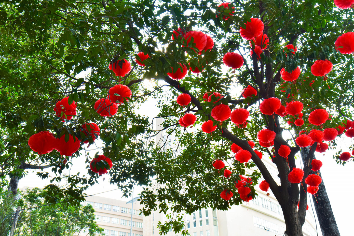 Cây đèn lồng đỏ rực một góc trời trong khuôn viên bệnh viện.