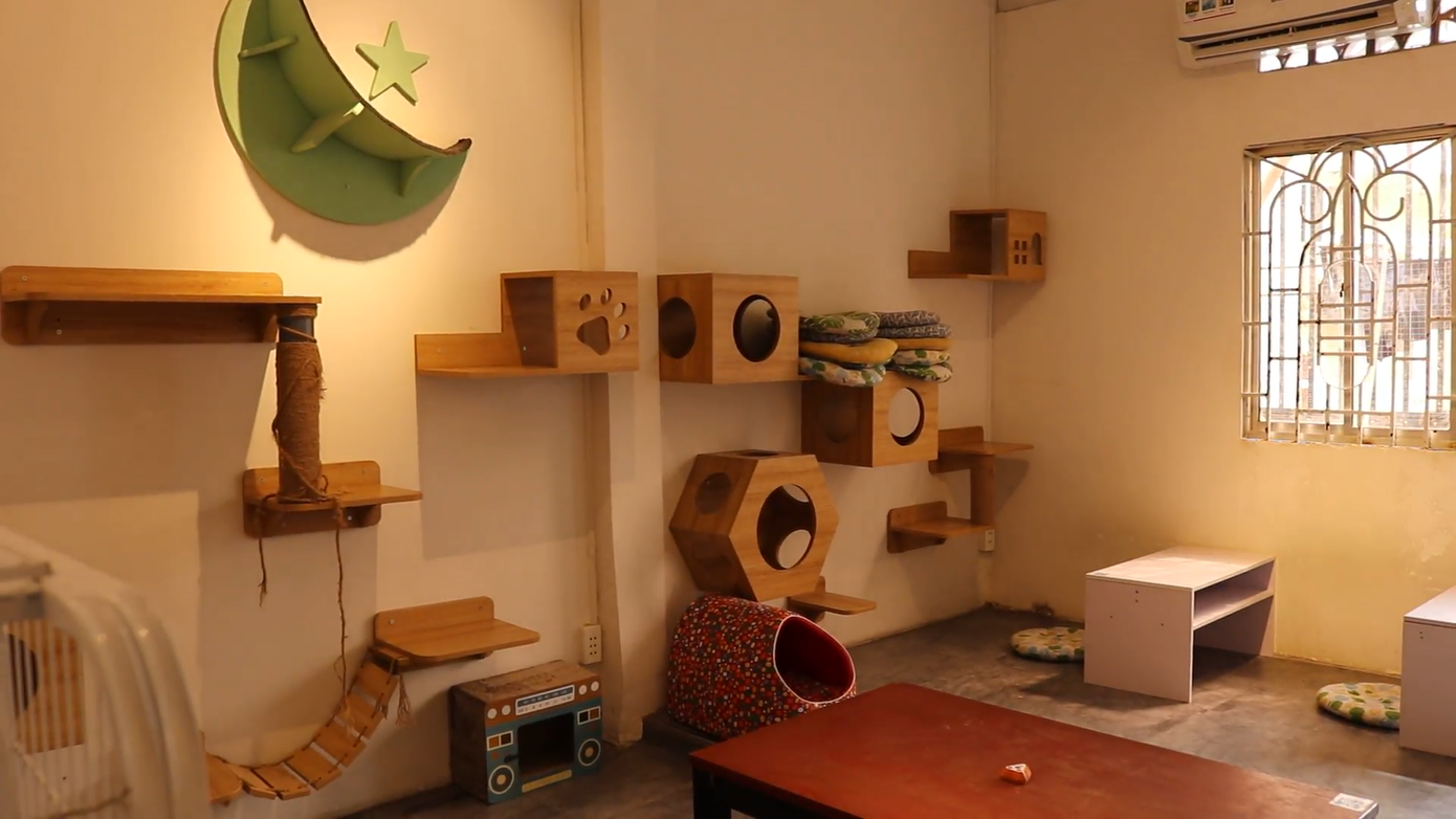Không gian tại Meow House có thể nuôi dưỡng tối đa 35 bé mèo, không phân biệt chủng loại.