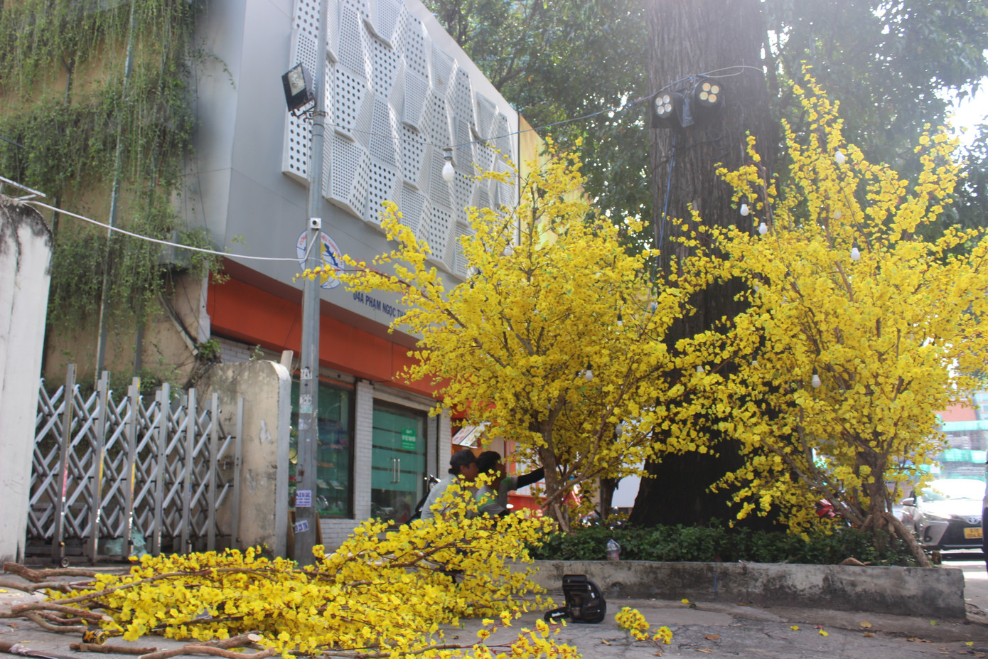 Đường mai vàng Phạm Ngọc Thạch, Q. 1 (trước cổng Nhà văn hóa Thanh niên) năm nào cũng rực rỡ sắc vàng. Trước Tết Nguyên đán khoảng 3 tuần, đường mai sẽ được dựng lên để du khách đến tham quan, chụp hình. Đường mai vàng Phạm Ngọc Thạch, Q. 1 (trước cổng Nhà văn hóa Thanh niên) năm nào cũng rực rỡ sắc vàng. Trước Tết Nguyên đán khoảng 3 tuần, đường mai sẽ được dựng lên để du khách đến tham quan, chụp hình.