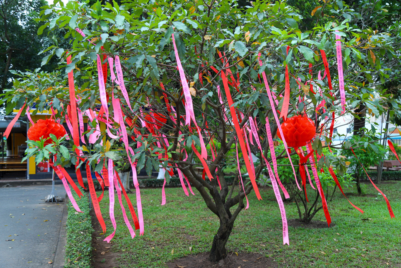 Còn tại trường ĐH KHXH&amp;NV (ĐHQG TP. HCM), nhà trường đã trang trí và tạo nên những cây ước nguyện dành cho sinh viên.