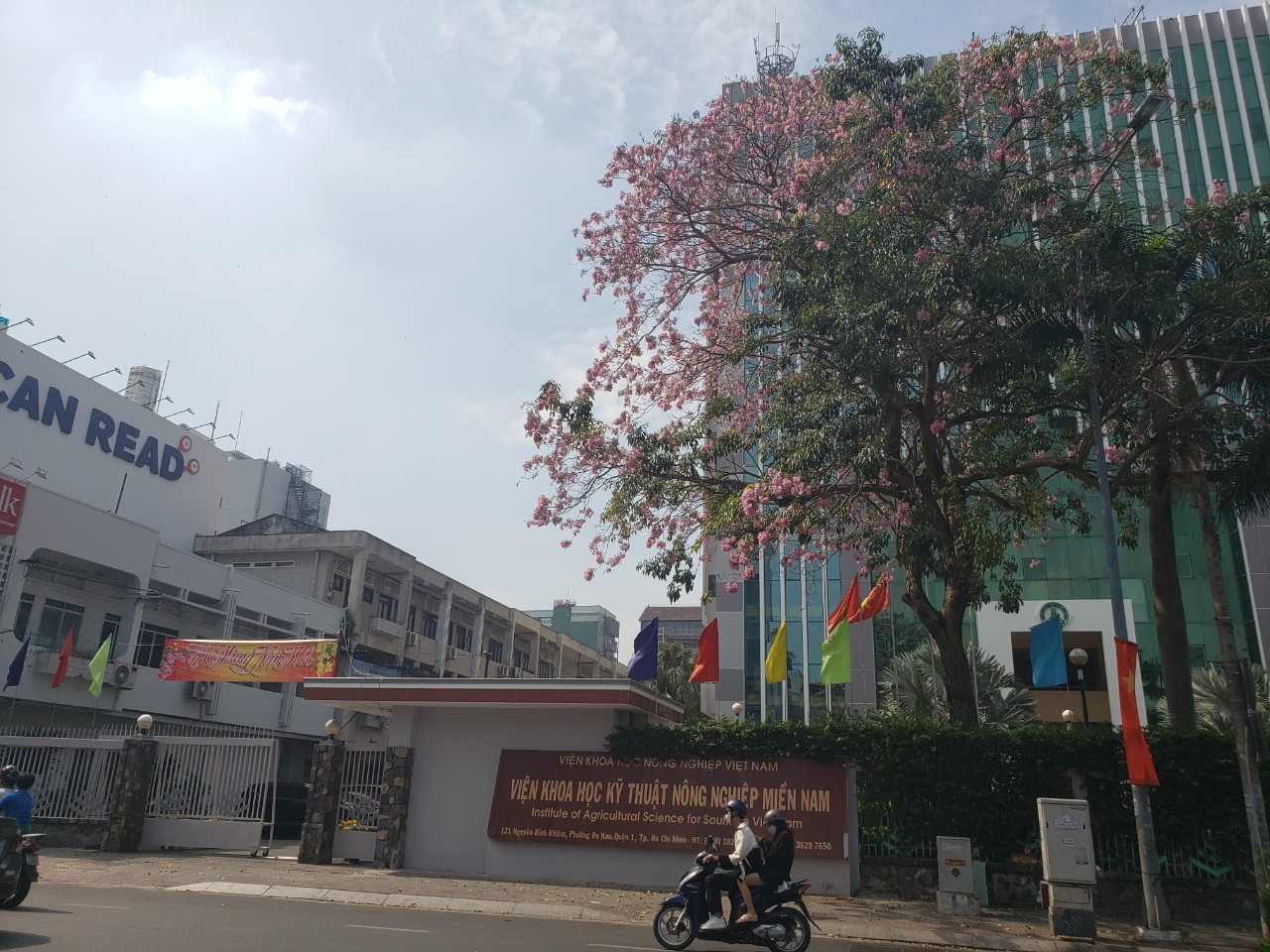 Một gốc kèn hồng lớn, như tô điểm cho trụ sở Viện Khoa học Kỹ thuật Nông nghiệp miền Nam (Q. 1).