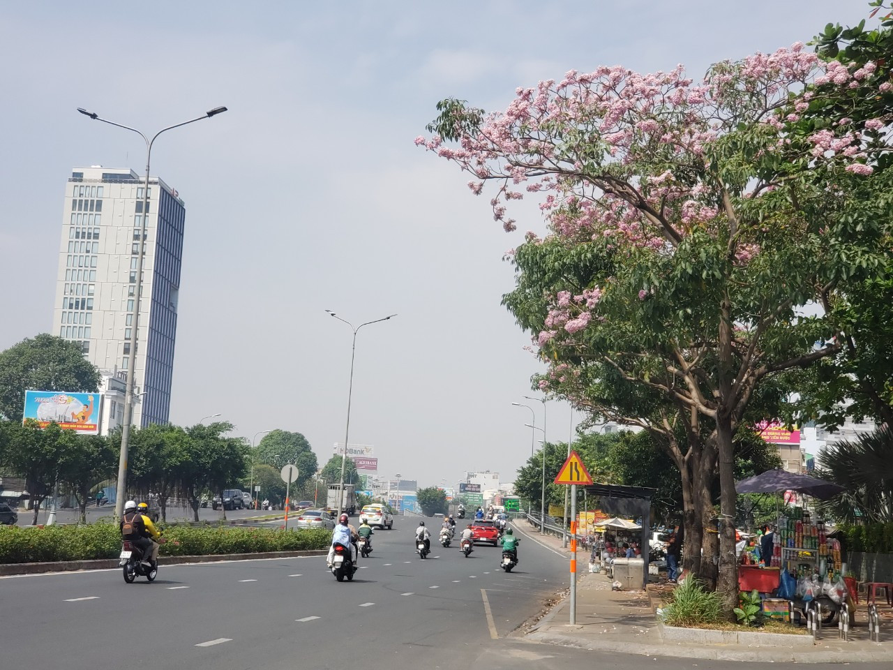 Nhiều người dân đã quen chờ đợi để ngắm loài hoa này bung nở khắp đường phố vào dịp Tết.