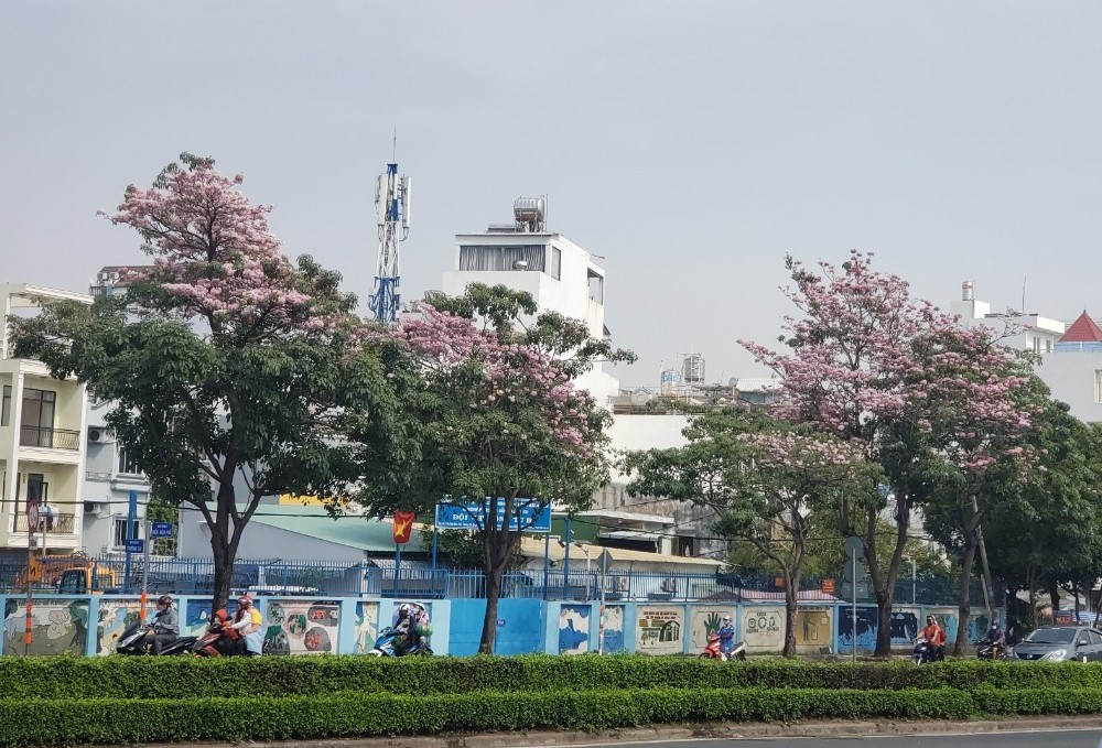 Những năm gần đây, hoa kèn hồng đã không còn xa lạ với người Sài Gòn.