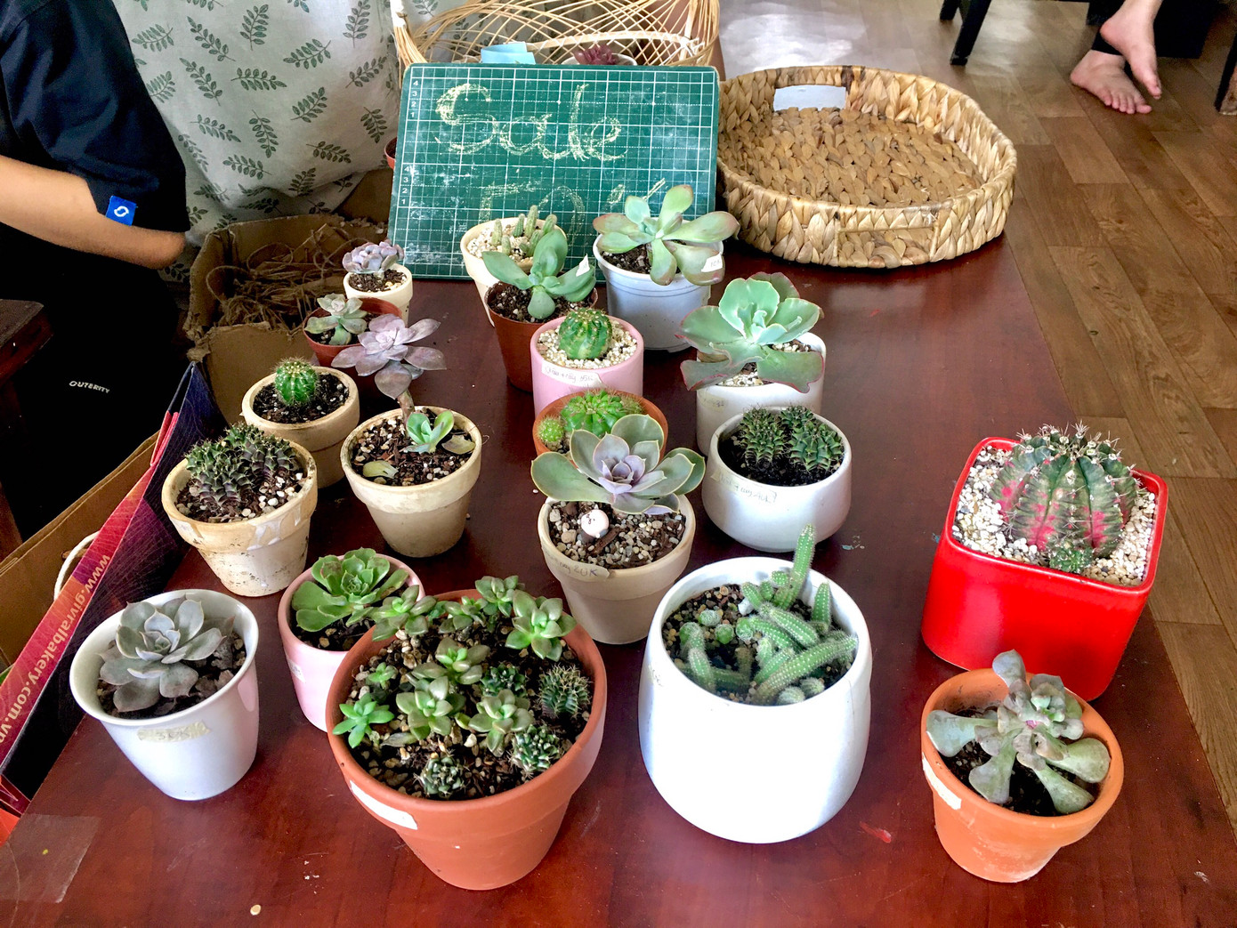 Một góc chậu cây sen đá bán gây quỹ cho các hoạt động của 'Nhà nhiều lá'. Một góc chậu cây sen đá bán gây quỹ cho các hoạt động của 'Nhà nhiều lá'.