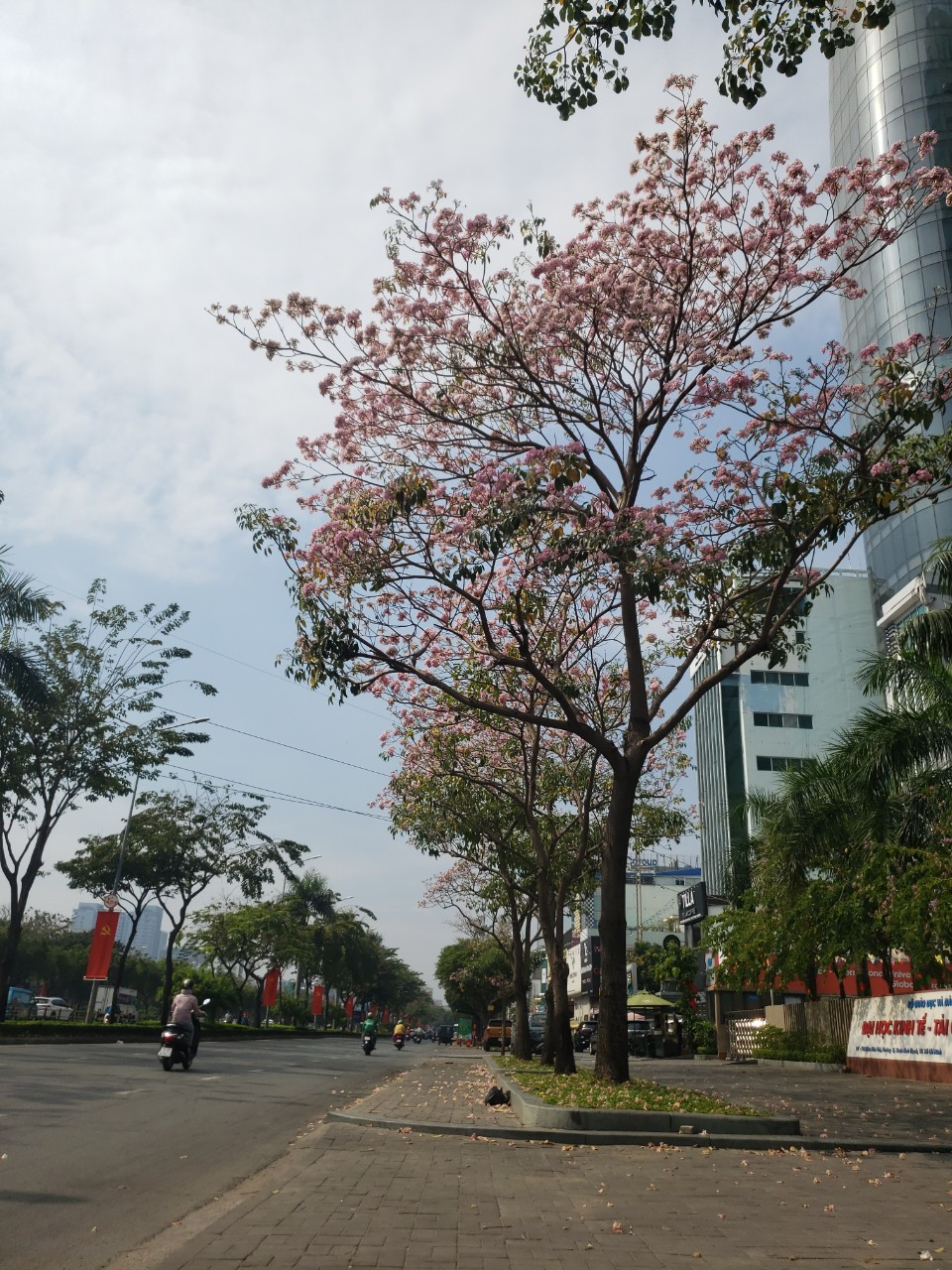 Không chỉ có những tuyến đường quen thuộc như Điện Biên Phủ (quận Bình Thạnh); Võ Văn Kiệt, Hàm Nghi (Q. 1) mà gần đây trên đường Tố Hữu (TP. Thủ Đức) cũng có nhiều gốc kèn hồng nở rộ, nối dài làm con đường này càng trở nên lãng mạn hơn.