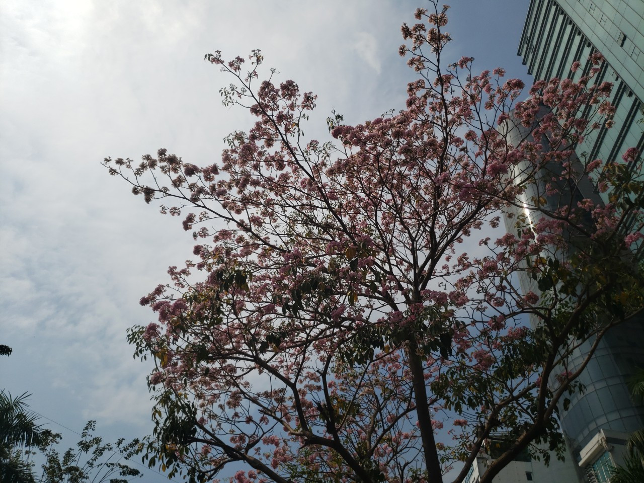 Hoa kèn hồng khi nở rất rộ làm tươi cả con đường.