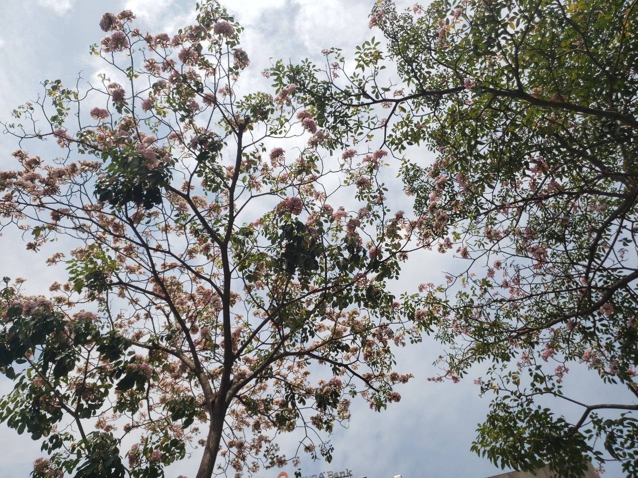 Những ngày nắng nhẹ của Sài Gòn, hoa kèn hồng thi nhau khoe sắc.