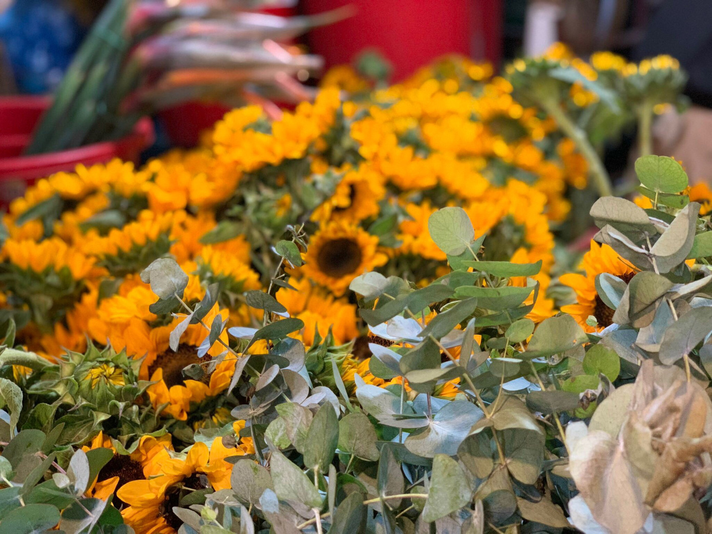 Giống như mọi năm, hoa hồng, cẩm chướng, cẩm tú cầu, hướng dương đều được khách ưa chuộng vào dịp này. Bán chạy nhất vẫn là hồng, với giá dao động từ hơn 250.000 - 450.000 đồng/bó 50 bông.