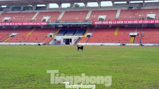 UBND thành phố Hải Phòng đã nâng kinh phí cải tao sân từ 30 tỷ lên 65 tỷ đồng khi chuyển giao đội bóng cho công ty của bầu Hoàn. Lạch Tray sau khi tu sửa xong đã đẹp hơn thay vì cảnh nhếch nhác như trước. UBND thành phố Hải Phòng đã nâng kinh phí cải tao sân từ 30 tỷ lên 65 tỷ đồng khi chuyển giao đội bóng cho công ty của bầu Hoàn. Lạch Tray sau khi tu sửa xong đã đẹp hơn thay vì cảnh nhếch nhác như trước.