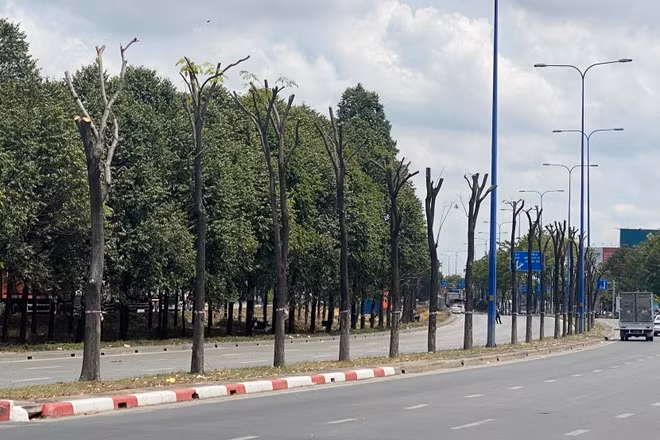Nhiều cây xanh đã được lực lượng chức năng cưa cành, chuẩn bị di dời. Ảnh: Minh Huy.