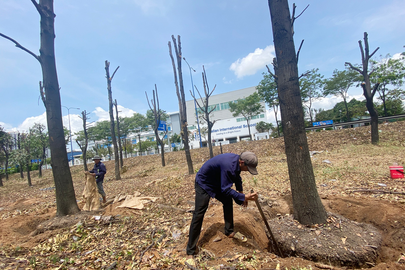 Hơn 1.000 cây xanh trên đại lộ Mai Chí Thọ đang được bứng gốc di dời. Ảnh: Minh Huy.