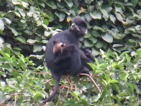 Lên núi Thiết Sơn xem ông Tú chăn voọc ảnh 1