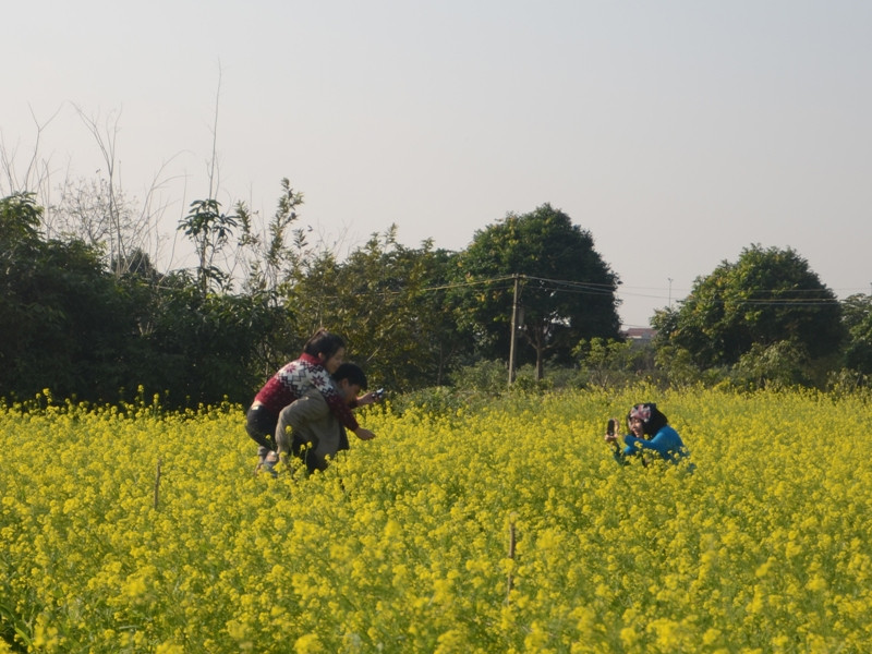 Chụp ảnh vườn cải đang hút giới trẻ. Chụp ảnh vườn cải đang hút giới trẻ