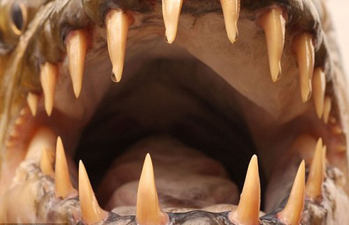 Chúng có 32 chiếc răng dài giống như cá mập trắng.