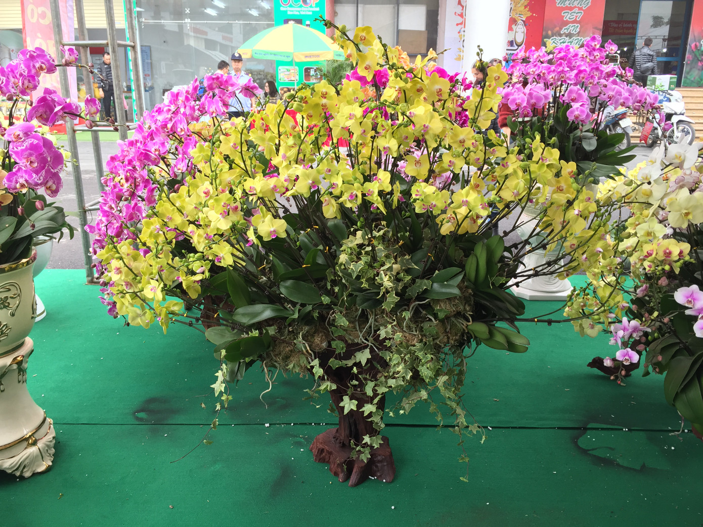 Cây lạ chơi Tết rộn ràng xuống phố ảnh 3