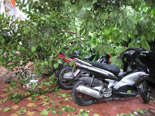 Vỉa hè đối diện cũng bị ngọn cây chắn ngang lối