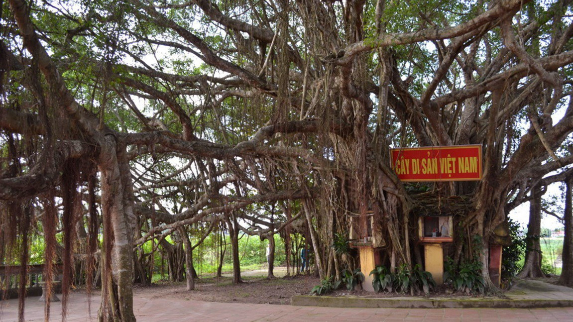 Một số địa phương có tổ bảo vệ cây di sản.