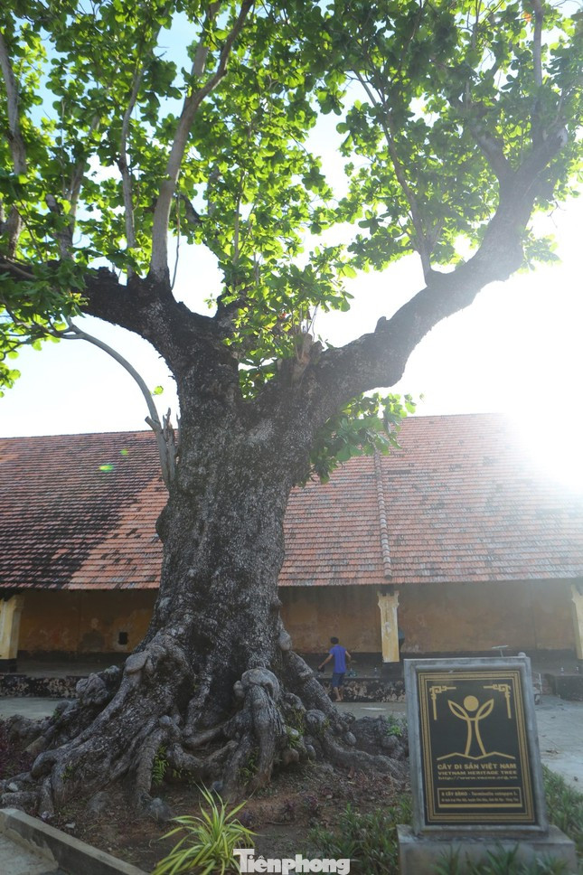 Côn Đảo là thủ phủ của cây di sản. Ảnh: Trọng Tài.