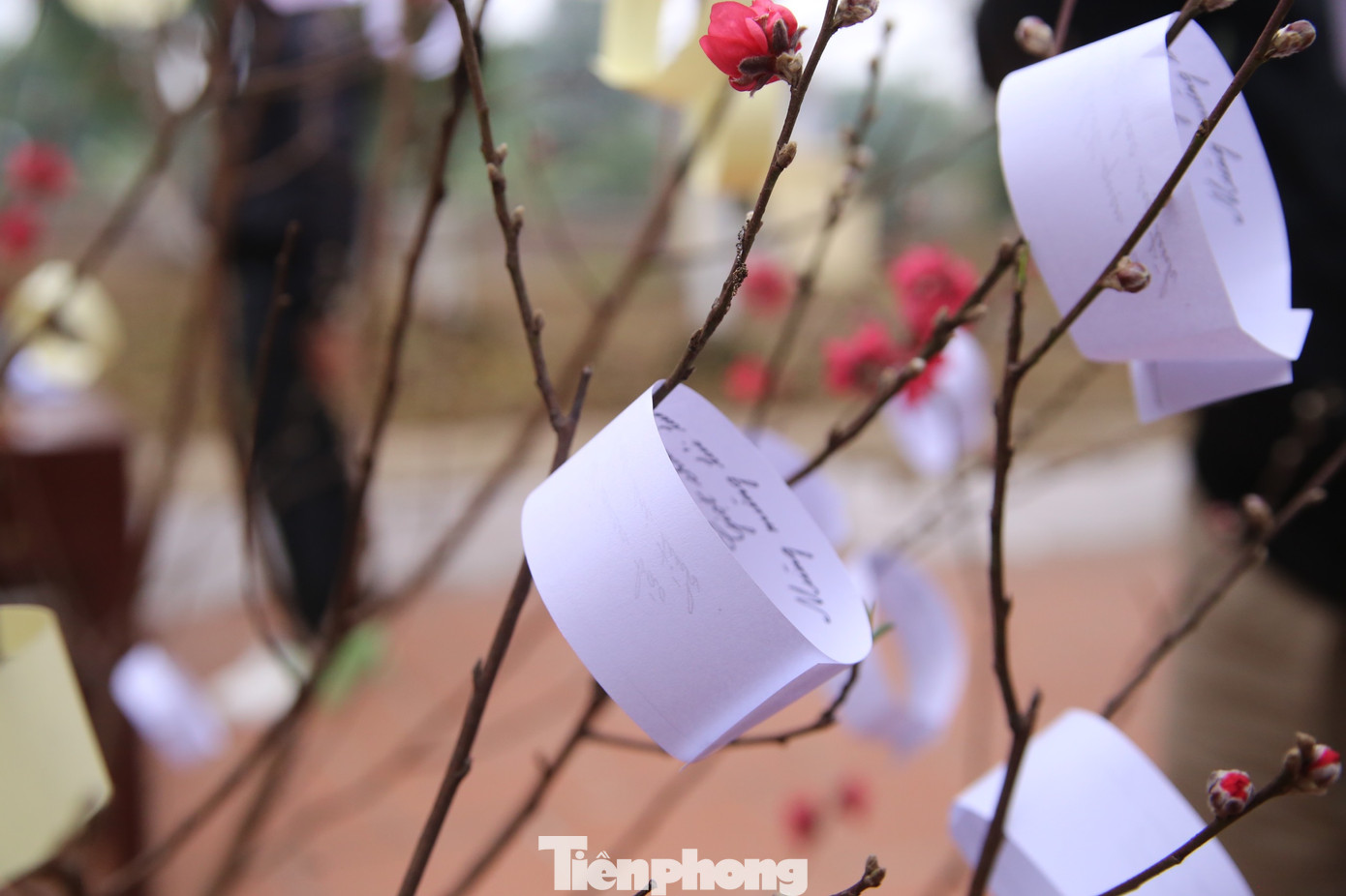 Gieo quẻ Kiều diễn ra tại hội Phết Hiền Quan 2023. Mỗi một quẻ bói Kiều gồm bốn câu thơ thất ngôn bát cú, giúp tương đoán thế vận trong tương lai. Ảnh: GIA LINH.