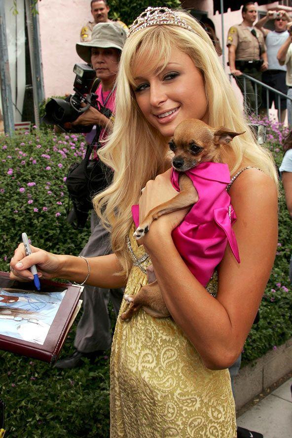 Paris Hilton đưa cún cưng đi dự sự kiện Paris Hilton đưa cún cưng đi dự sự kiện