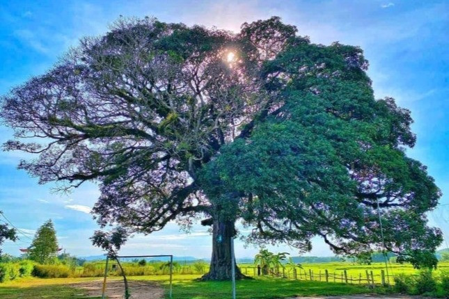 Cây Trôi cổ thụ ở Hà Tĩnh mỗi năm chỉ ra hoa một bên vừa được công nhận là cây di sản Việt Nam.