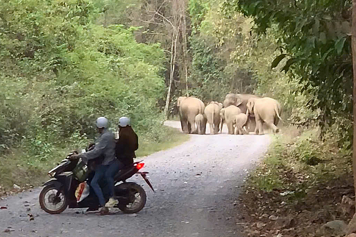 Đàn voi 7 con xuất hiện ở đường dẫn vào khu dân cư ở Đồng Nai. Ảnh: Cắt từ clip. Đàn voi 7 con xuất hiện ở đường dẫn vào khu dân cư ở Đồng Nai. Ảnh: Cắt từ clip.