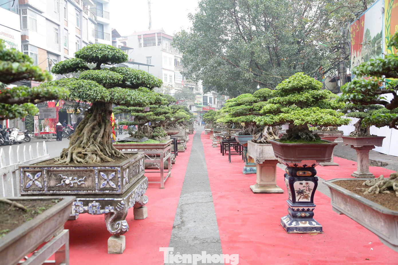 Triển lãm trưng bày cây cảnh nghệ thuật làng Triều Khúc được tổ chức trong khuôn khổ lễ hội truyền thống. Dù không phải làng nghề cây cảnh, Triều Khúc vẫn có câu lạc bộ những người mê cây, chơi cảnh. Dịp đầu năm, mang những cây cảnh đắt tiền ra trưng bày, phục vụ lễ hội.