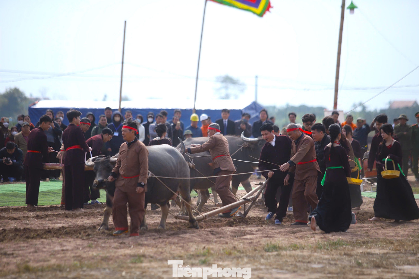 Bô lão địa phương cho biết tiêu chí chọn trâu rất khắt khe. Trâu ở lễ hội Tịch điền phải hiền lành, ngoan, không quậy phá để đi vào cày. Những con trâu đi đầu là quan trọng nhất.