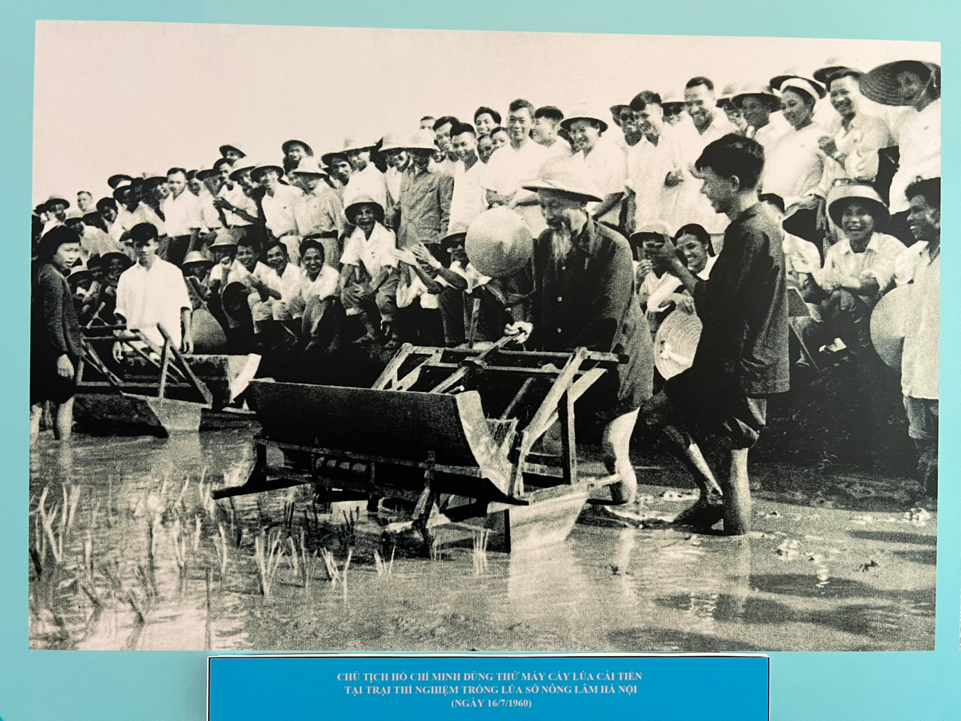 Hình ảnh Chủ tịch Hồ Chí Minh dùng thử máy cấy lúa cải tiến tại trại thí nghiệm trồng lúa (Sở Nông lâm Hà Nội) vào năm 1960. Người nhận định nông nghiệp là nền tảng để phát triển công nghiệp, nông nghiệp phát triển giúp các lĩnh vực khác của đời sống xã hội phát triển, “nông dân đủ ăn đủ mặc, tăng gia sản xuất được nhiều, thì nông nghiệp sẽ phát triển".