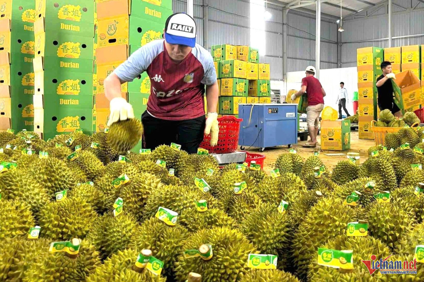 Thủ tướng yêu cầu các bộ, 24 địa phương giải quyết các vấn đề về sản xuất và xuất khẩu sầu riêng. Ảnh: Hải Dương