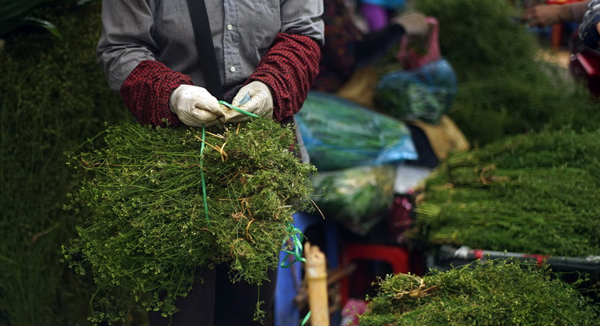 Cây mùi dùng để tắm phải là loại mùi già đã trổ hoa, kết trái. Cây càng nhiều hạt càng thơm