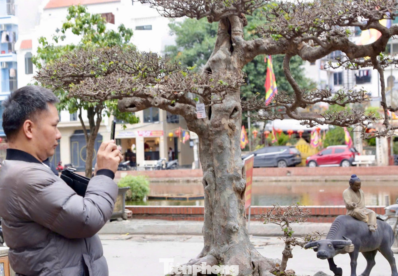 Một du khách ghé lại chụp ảnh Lão mai sinh quý tử của nghệ nhân Nguyễn Gia Hiền. Cây có tuổi đời 70 năm, dáng trực, biểu hiện tư thế hiên ngang của quân tử.