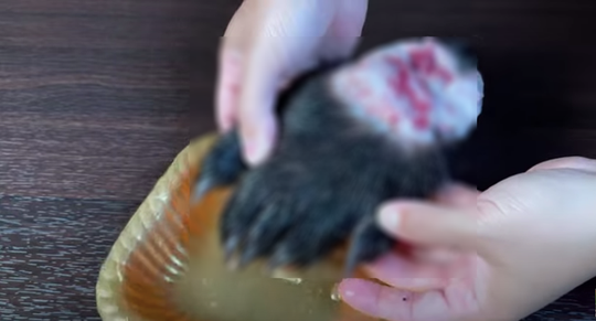 Hình ảnh khiến nhiều người xem phẫn nộ