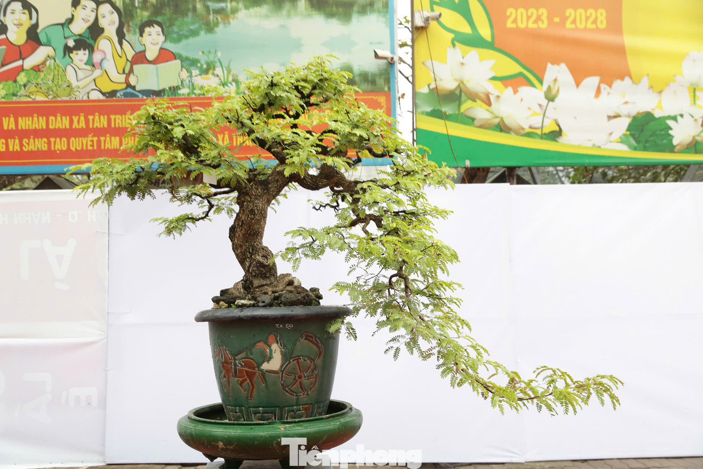 Ông Hồ Minh Hải - Chủ nhiệm CLB cây cảnh Triều Khúc - cho biết các tác phẩm được trưng bày đa dạng về phân khúc giá. Cây có giá thấp nhất là vài chục triệu đồng, cây giá trị cao lên đến 10 tỷ đồng. Cây đắt đỏ nhất được định giá cả triệu USD.