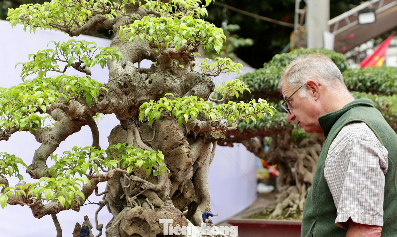Triển lãm trưng bày khoảng 200 cây thuộc hàng quý hiếm, có giá trị cao.
