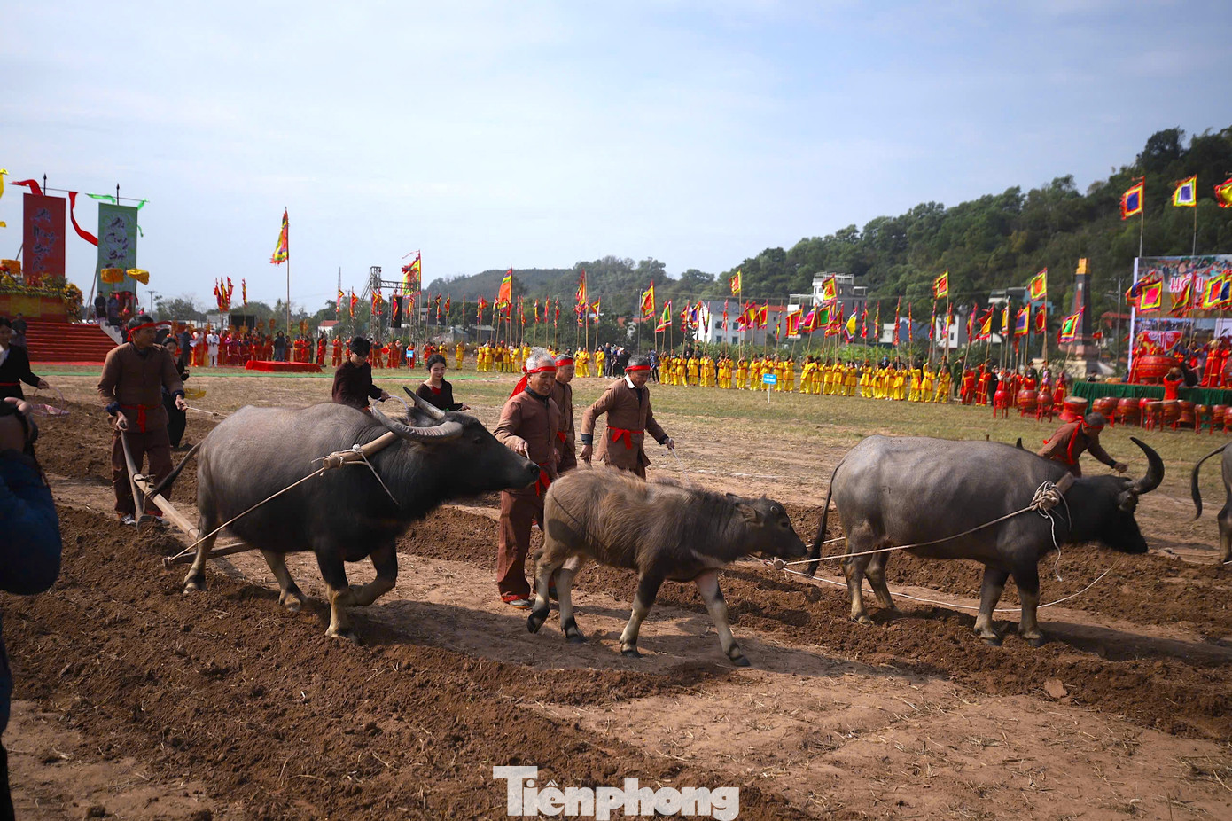 Để lựa chọn những &quot;lão&quot; trâu đẹp nhất xuống ruộng cày, chiều 3/2, hội thi vẽ trang trí trâu được tổ chức. Sự kiện quy tụ 20 họa sĩ và nhóm họa sĩ đến từ Hà Nội, Nam Định, Thái Bình, Phú Thọ, Hà Nam tham gia vẽ trang trí lên 20 con trâu tốt, khỏe.