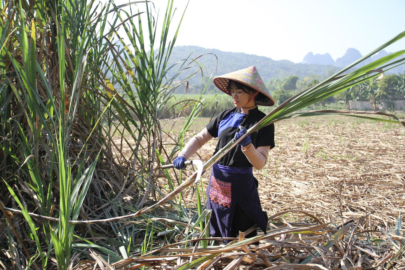 Người trẻ bỏ phố về quê làm kênh TikTok quảng bá nông sản, du lịch địa phương. Người trẻ bỏ phố về quê làm kênh TikTok quảng bá nông sản, du lịch địa phương.