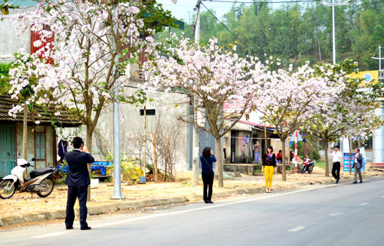 Một số tour ngắm hoa ban khởi hành từ Tết Nguyên đán 2024.