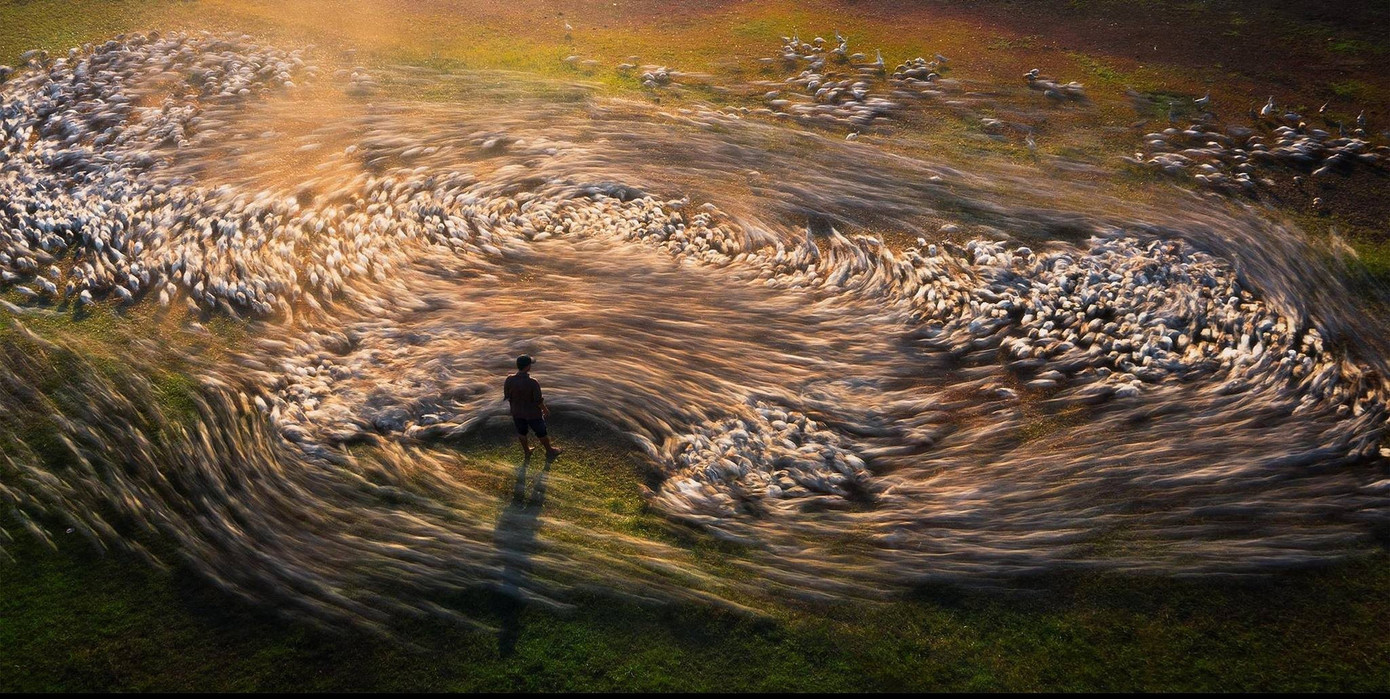 Ảnh Vortex of ducks (Vòng xoáy của đàn vịt) giúp nhiếp ảnh gia Cao Kỳ Nhân đoạt giải Á quân hạng mục Mở rộng - Vun đắp môi trường tại Epson International Pano Awards 2023.
