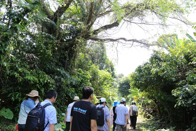 Cây di sản ở Cồn Cỏ là minh chứng cho sức sống quật cường.