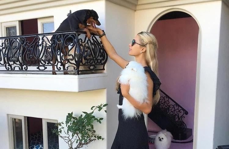 Paris Hilton và đàn "con cưng" Paris Hilton và đàn "con cưng"