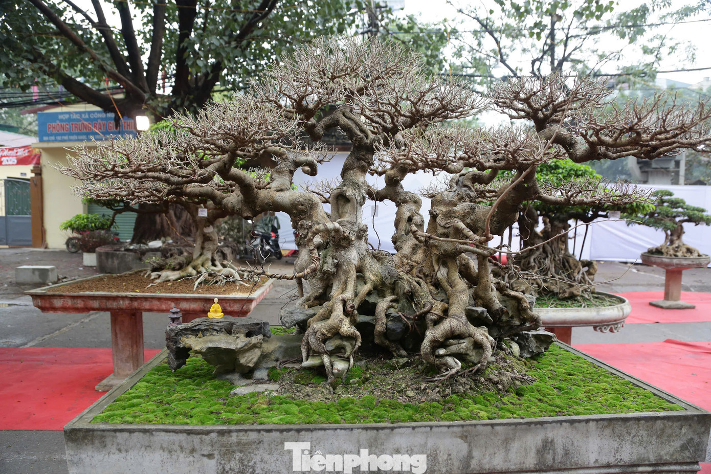 Những cây ở triển lãm có tuổi đời trung bình khoảng 70-80 năm.