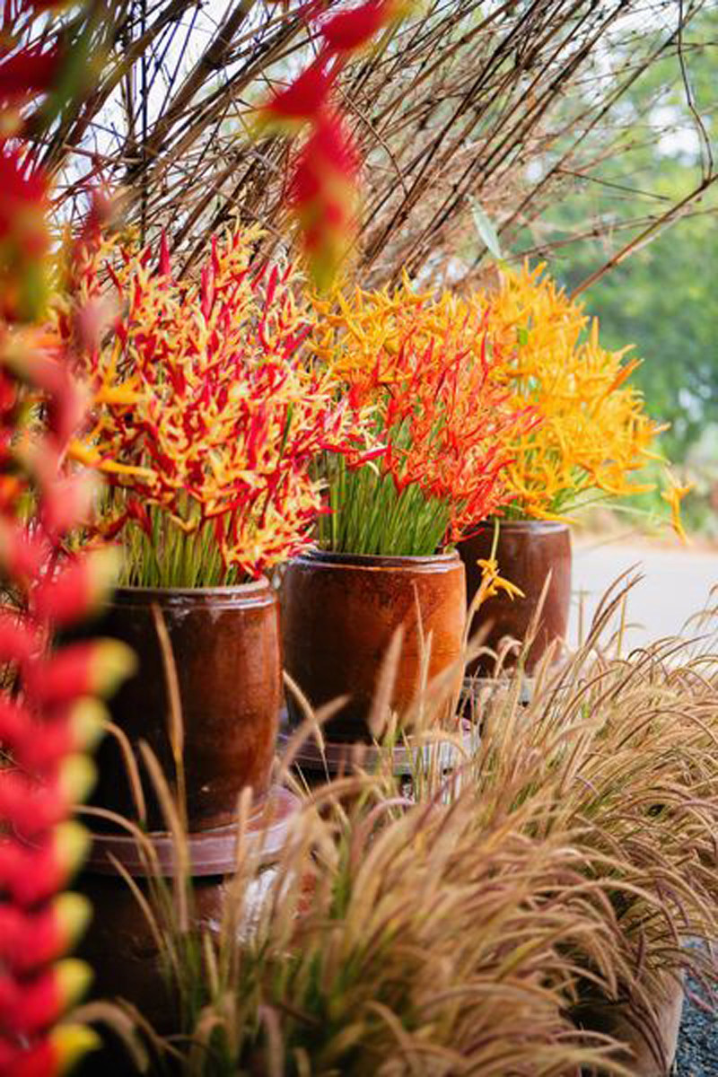 Ngô, lúa cũng được đem ra trang trí đám cưới. Hoa thiên điểu nở rực khiến không gian cưới thêm sắc màu Ngô, lúa cũng được đem ra trang trí đám cưới. Hoa thiên điểu nở rực khiến không gian cưới thêm sắc màu