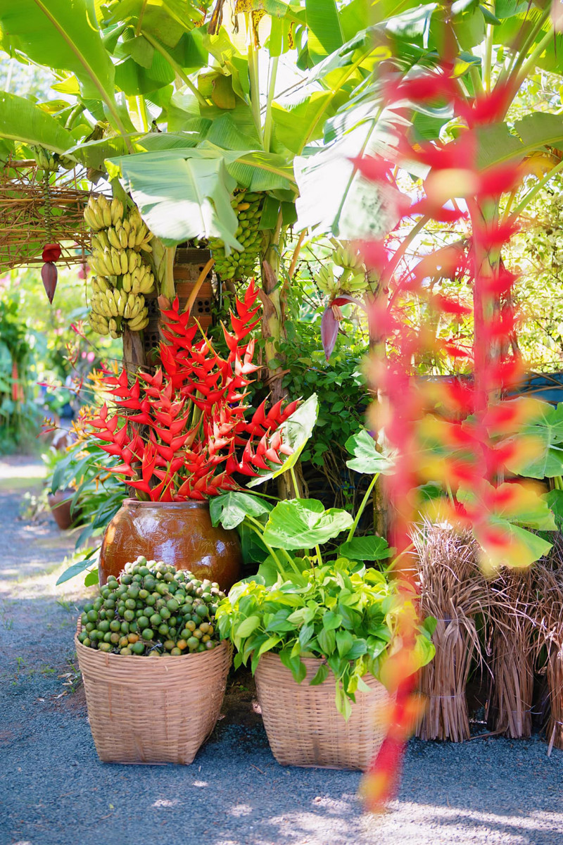 Những chiếc lu chứa nước mưa, hoa trong vườn nhà được tận dụng để trang trí đám cưới Những chiếc lu chứa nước mưa, hoa trong vườn nhà được tận dụng để trang trí đám cưới