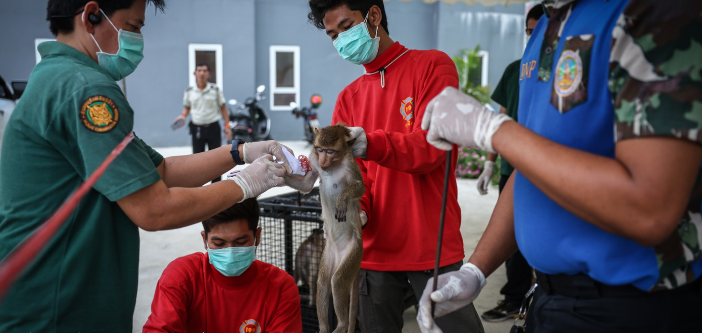 Khoảng 1.600 con khỉ bị nuôi nhốt và triệt sản ở Lopburi. Ảnh: Reuters. Khoảng 1.600 con khỉ bị nuôi nhốt và triệt sản ở Lopburi. Ảnh: Reuters.