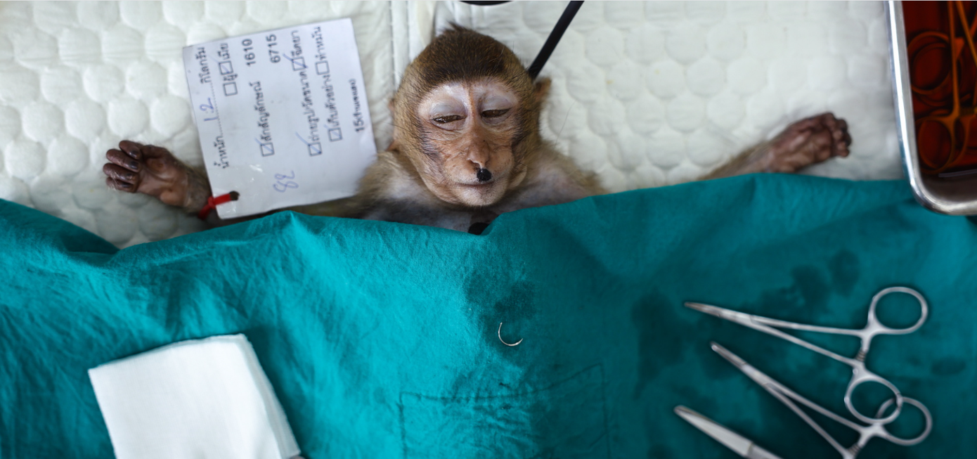 Một chú khỉ đuôi dài đang trong tình trạng được gây mê để thực hiện quy trình triệt sản tại Lopburi. Ảnh: Reuters. Một chú khỉ đuôi dài đang trong tình trạng được gây mê để thực hiện quy trình triệt sản tại Lopburi. Ảnh: Reuters.